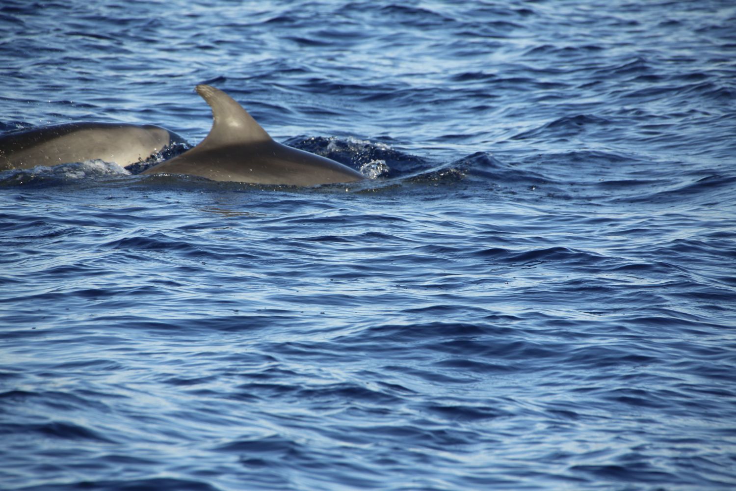 Two dolphins swimming side by side in the ocean.